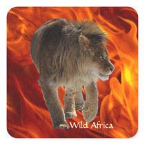 AFRICAN LION Big 5 Big Cat Wildlife Photo Stickers