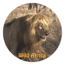 AFRICAN LION Big Five Big Cat Wildlife Stickers