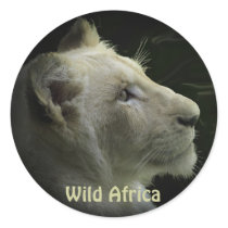 AFRICAN LION Big Five Big Cat Wildlife Stickers