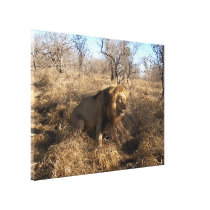 AFRICAN LION Big Five Cat Wildlife Photo Print Gallery Wrap Canvas