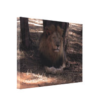 AFRICAN LION Big Five Cat Wildlife Photo Print Canvas Prints