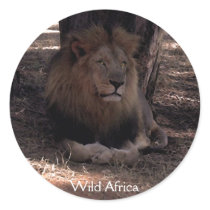 AFRICAN LION Big Five Cat Wildlife Stickers