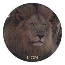 AFRICAN LION Big Five Cat Wildlife Stickers