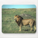 African Lion - Big Male mousepads