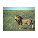 African Lion - Big Male Postcards
