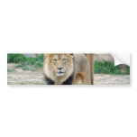 African Lion