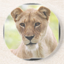 African Lion Coaster