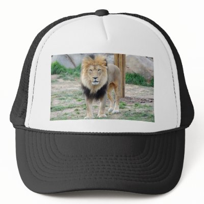 African Lion by jkingiv