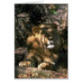 African Lion - Head Shot Of Very Big Male Card