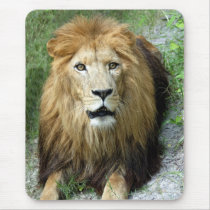 African Lion Mousepad (810)