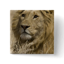 African Lion, Panthera leo, Portrait of a Pinback Buttons