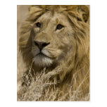 African Lion, Panthera leo, Portrait of a Post Cards