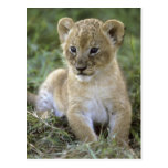 African lion, Panthera leo), Tanzania, Postcard
