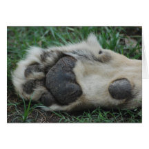"African Lion Paw" Greeting Card
