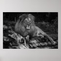 African Lion posters