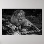 African Lion posters