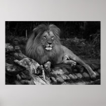African Lion Print