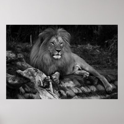 African Lion Print by imagemosaic