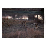 African Lion - Pride Resting By Waterhole Cards