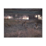 African Lion - Pride Resting By Waterhole Postcard