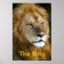 African Lion - The King from Junglewalk.com