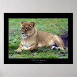 African Lioness Posters