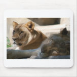African Lions Mouse Pads