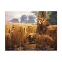 African Lions Post Cards