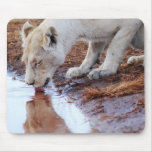 African Lions reflection Mousepad