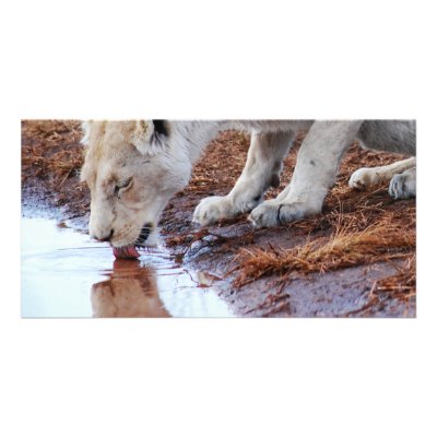 African Lions reflection Photo Card Template by laureenr