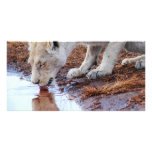 African Lions reflection photo cards