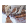 African Lions reflection Postcard