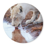 African Lions reflection Refrigerator Magnets