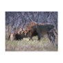 African Lions - Two Big Males Greeting Postcard