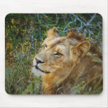 African male lion computer mousemats mousepads