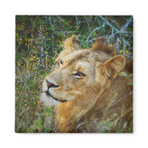 African male lion fridge magnets