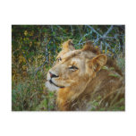 African male lion greeting cards post card