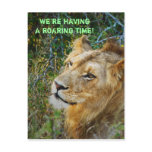 African male lion greeting cards post card
