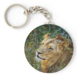 African male lion keyrings & keychains