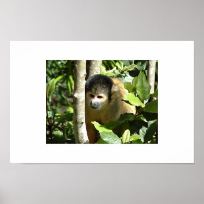 African monkey posters by brendo32