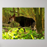African Okapi Print