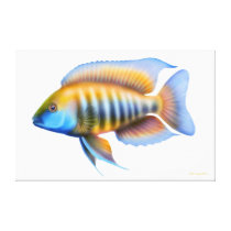African Peacock Cichlid Fish Wrapped Canvas Stretched Canvas Print