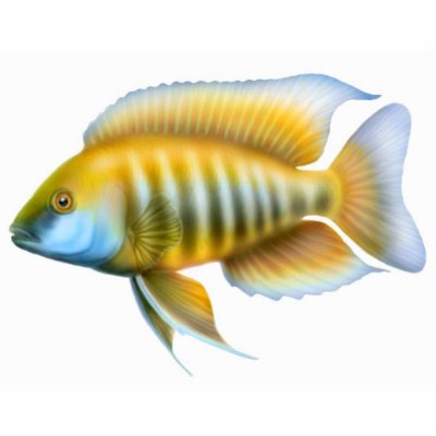 African Peacock Cichlid Holiday Ornament by twopurringcats