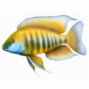 African Peacock Cichlid Holiday Ornament photo sculptures