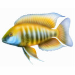 African Peacock Cichlid Holiday Ornament photo sculptures