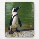 African Penguin Mousepad