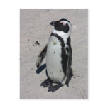 African Penguin - Postcard