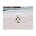 African Penguin Postcard