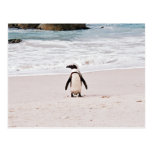 African Penguin Postcard