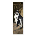 African Penguins Business Card Template
